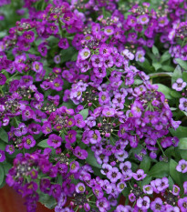 Lobulária prímorská fialová - Alyssum maritimum - semená - 1 g