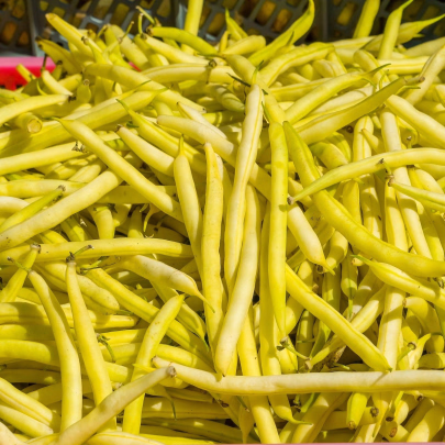 Fazuľa kríčková Sonesta - Phaseolus vulgaris - semená - 20 ks