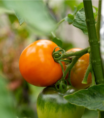 Paradajka Wellington F1 - Solanum Lycopersicum - semená - 7 ks