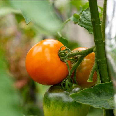 Paradajka Wellington F1 - Solanum Lycopersicum - semená - 7 ks