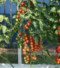 Paradajka Charmant F1 - Solanum Lycopersicum - semená - 10 ks