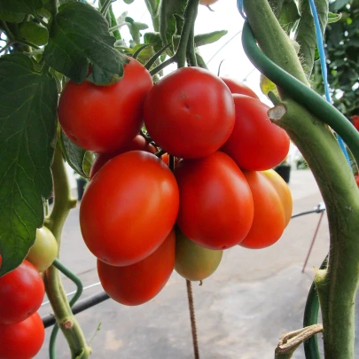 Paradajka Sonet F1 - Solanum lycopersicum - semená - 20 ks