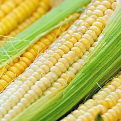 Kukurica cukrová Tauris F1 - Zea Mays - semená - 6 g