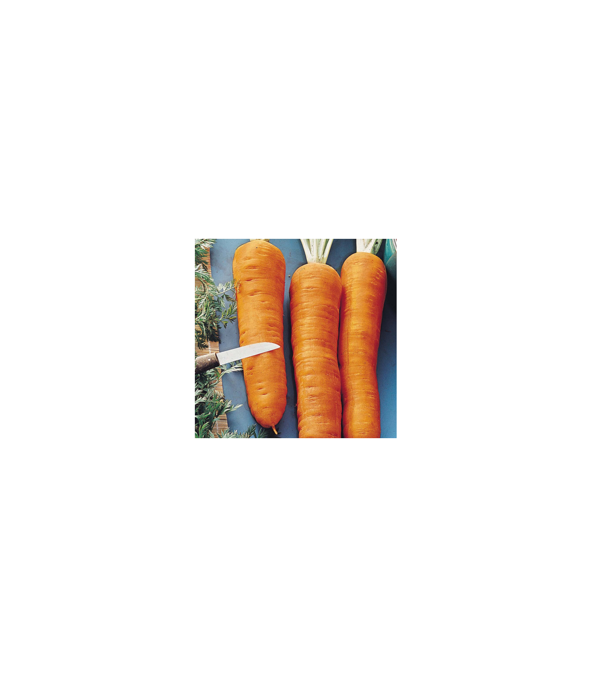 Mrkva Autumn King 2 - Daucus carota - semená mrkvy - 1 g