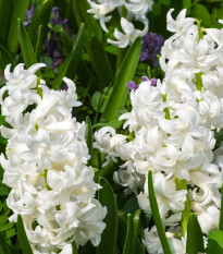 Hyacint plnokvetý Madame Sophie - Hyacinthus - cibuľoviny -1 ks