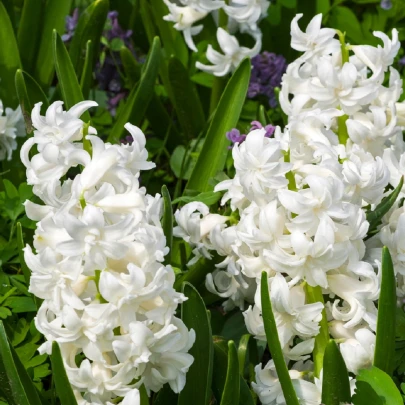 Hyacint plnokvetý Madame Sophie - Hyacinthus - cibuľoviny -1 ks