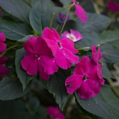 Netýkavka Accent fialová F1 - Impatiens walleriana - semená - 12 ks