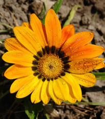 Gazánia Kiss Yellow F1 - Gazania rigens - semená - 12 ks