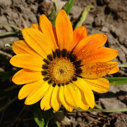 Gazánia Kiss Yellow F1 - Gazania rigens - semená - 12 ks