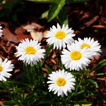 Astra alpínska biela - Aster alpinus - semená - 50 ks