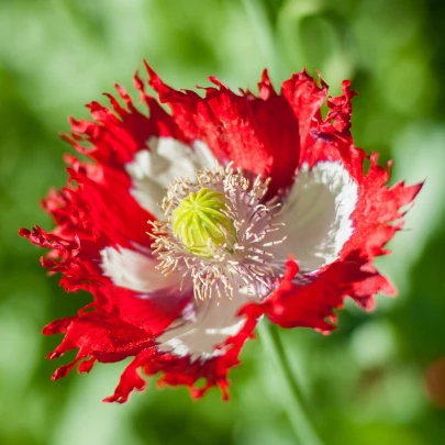 Mak siaty Danish Flag - Papaver somniferum - semená - 150 ks