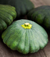 Patizón Green Saucer F1 - Cucurbita pepo - semená - 5 ks