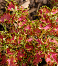 Africká pŕhľava Colocha Scarlet - Coleus blumei - semená - 30 ks