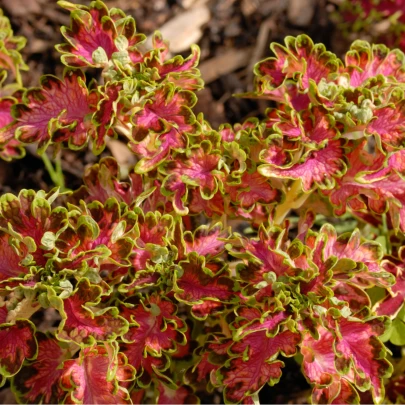 Africká pŕhľava Colocha Scarlet - Coleus blumei - semená - 30 ks