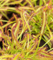 Rosička kapská - Drosera Capensis - semená - 15 ks