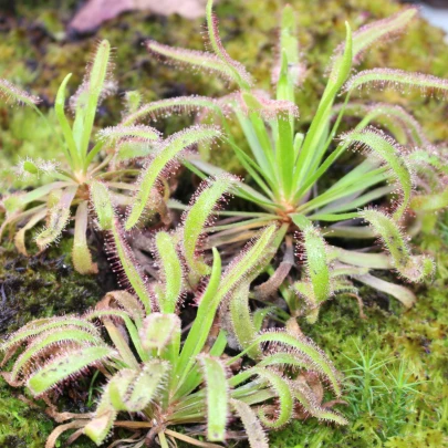 Rosička kapská Triffid Rose - Drosera Capensis - semená - 15 ks