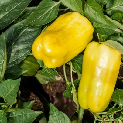 Paprika zeleninová ročná Pusztagold - Capsicum annuum - semená - 12 ks