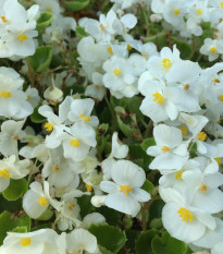 Begónia Super Olympia biela F1 - Begonia semperflorens - semená - 12 ks