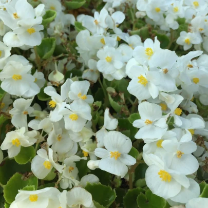 Begónia Super Olympia biela F1 - Begonia semperflorens - semená - 12 ks