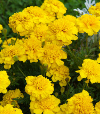 Aksamietnica nízka Gold - Tagetes patula nana gold - semená - 0,3 g