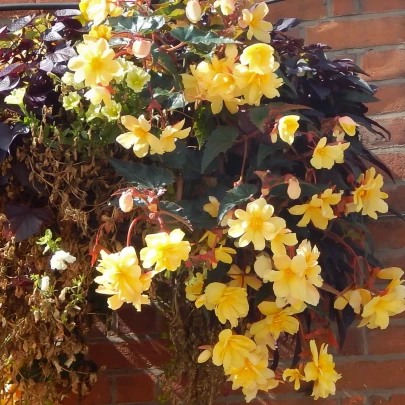 Begónia žltá - Begonia pendula maxima - cibuľoviny - 2 ks