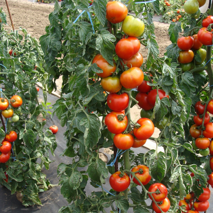 Paradajka Štart S F1 - Solanum lycopersicum - semená - 10 ks
