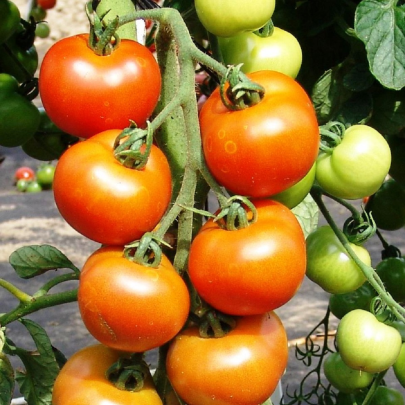 Paradajka Orkado F1 - Solanum lycopersicum - semená - 30 ks