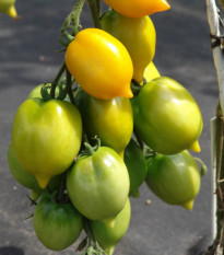 Paradajka Citrina - Solanum lycopersicum - semená - 10 ks