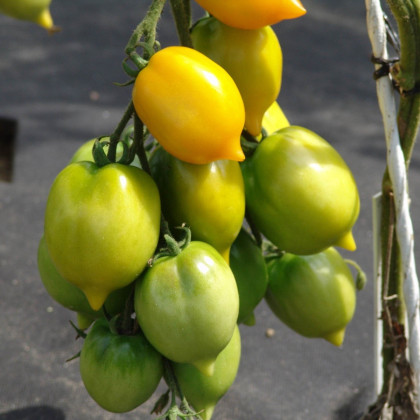 Paradajka Citrina - Solanum lycopersicum - semená - 10 ks