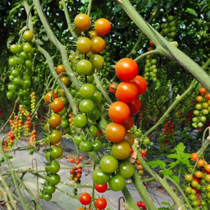 Paradajka Cherolla F1 - Solanum lycopersicum - semená - 5 ks