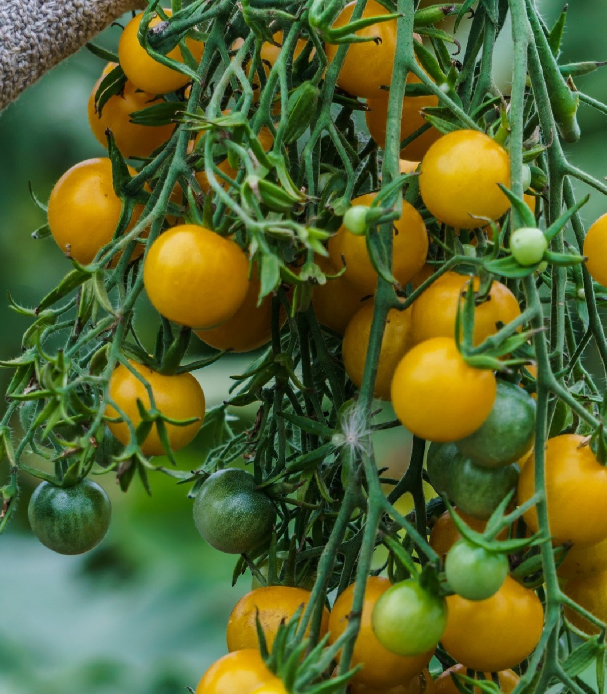 Paradajka Golden Currant - Solanum lycopersicum - semená - 5 ks