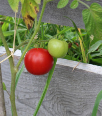 Paradajka Matina - Solanum lycopersicum - semená - 20 ks