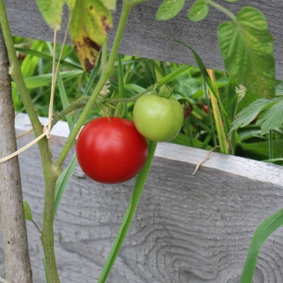 Paradajka Matina - Solanum lycopersicum - semená - 20 ks