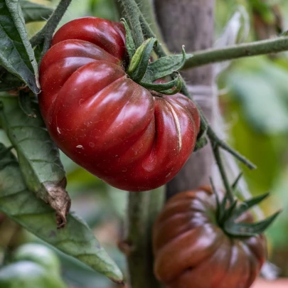 Paradajka Čierny Krym - Solanum lycopersicum - semená - 7 ks