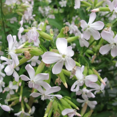 Mydlica lekárska - Saponaria officinalis - semená - 15 ks