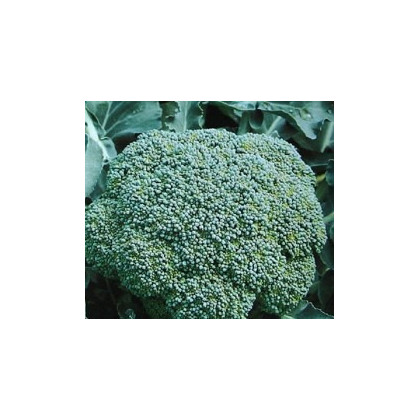 Brokolica Cezar - Brassica oleracea - semená - 0,6 g