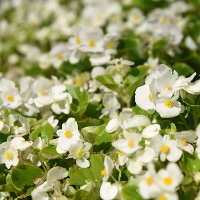 Begónia Ganymed F1 White - Begonia semperflorens - semená - 20 ks