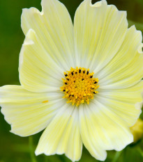 Krasuľka žltá Xanthos - Cosmos bipinnatus - semená - 20 ks