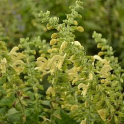 Šalvia žltá lepkavá - Salvia glutinosa - semená - 20 ks