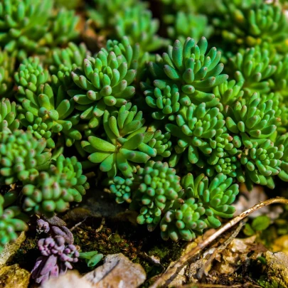 Rozchodník španielsky - Sedum hispanicum - semená - 100 ks