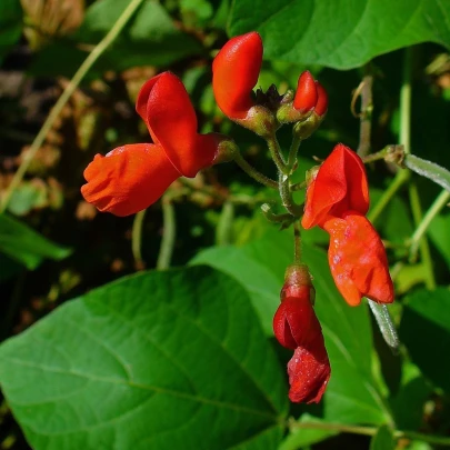 Fazuľa šarlátová pnúca Hestia - Phaseolus coccineus - semená - 10 ks