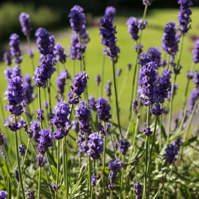 Levanduľa Hidcote Blue Strain - Lavandula angustifolia - semená -  30 ks