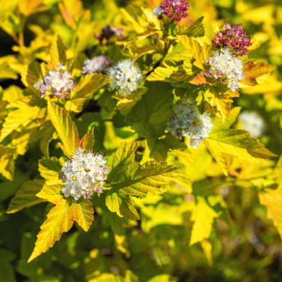 Tavoľa kalinolistá - Physocarpus opulifolius - semená - 8 ks