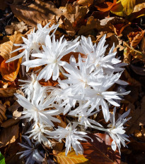 Jesienka plnokvetá biela - Colchicum alboplenum - cibuľoviny - 1 ks