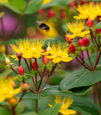 Ľubovník bobuľovitý - Hypericum androsaemum - semená - 0,08 g