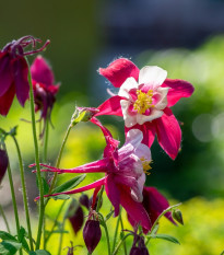 Orlíček Red Stars - Aquilegia caerulea - semená - 100 ks