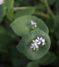 BIO Portulaka zimná - Claytonia perfoliata - bio semená - 100 ks