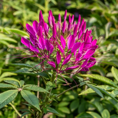 Kleoma tŕnitá - Cleome hassleriana - semená - 10 ks