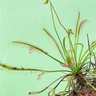 Rosička kapská Vogelgat NR - Drosera capensis - semená - 15 ks