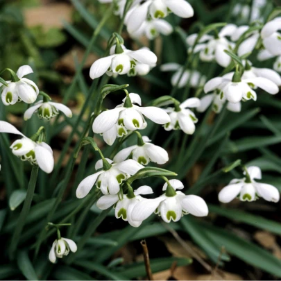 Snežienka plnokvetá - Galanthus nivalis double - cibuľoviny - 3 ks